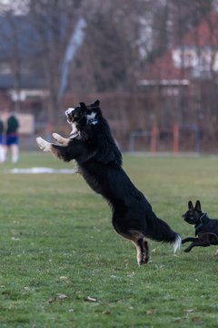 Bild 102 - Hundeshooting